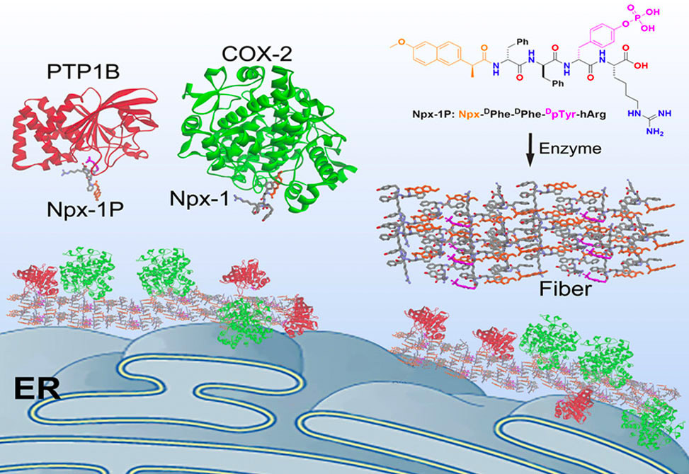 Enzyme Sequestration