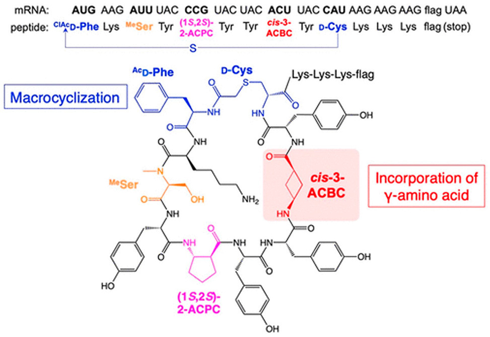 γ-Amino Acids Elongation