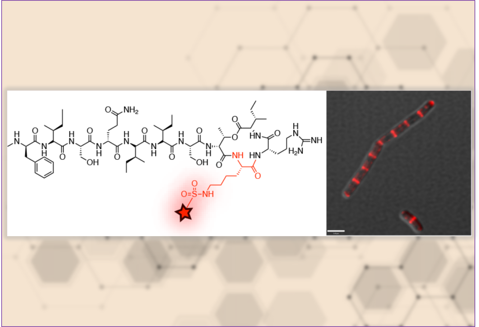 Fluorescent Peptide