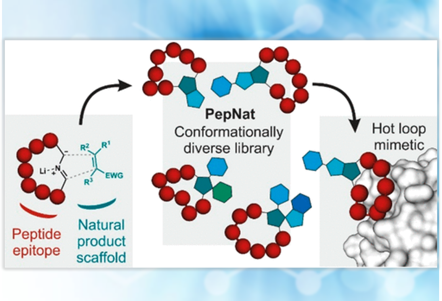 Constrained Peptides