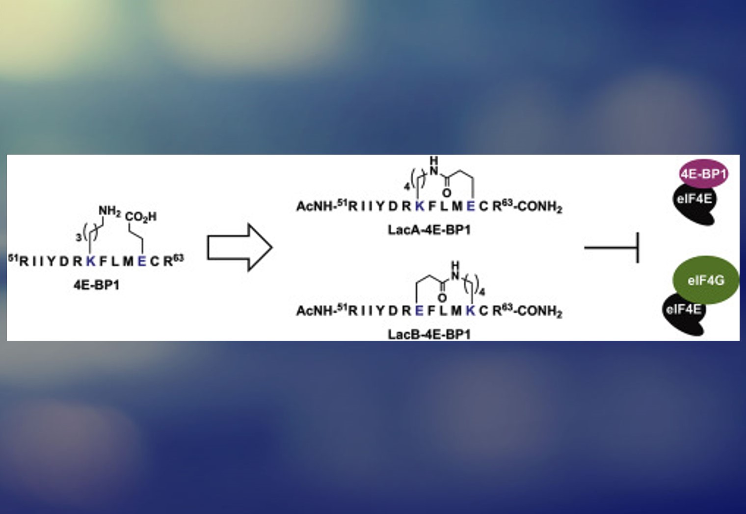 Stapled Peptides