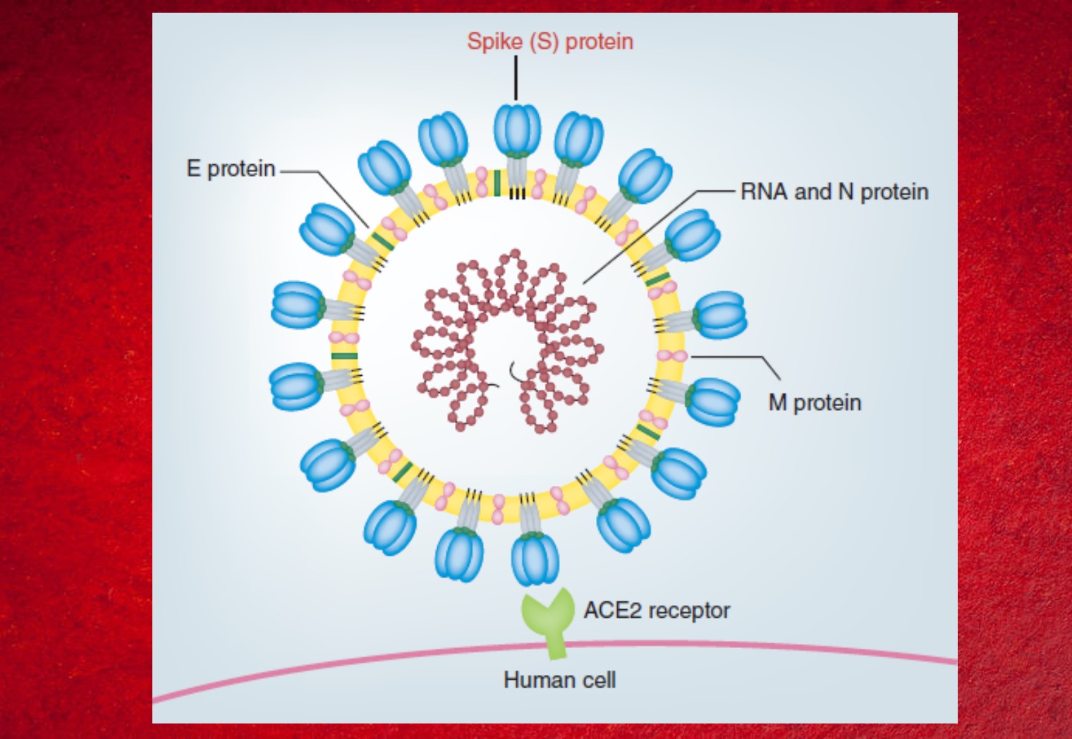 COVID-19 Therapeutics