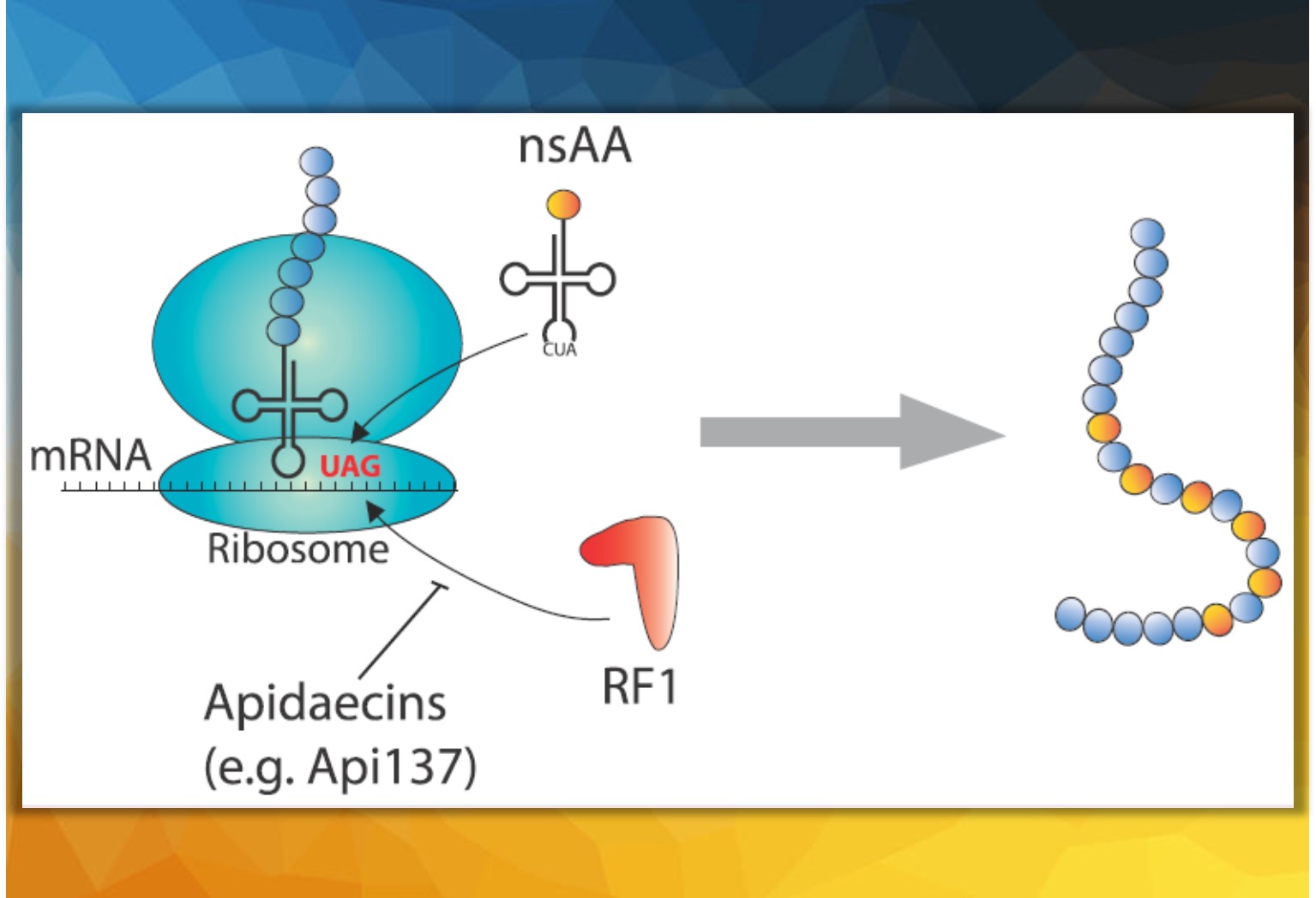 Antimicrobial Peptides