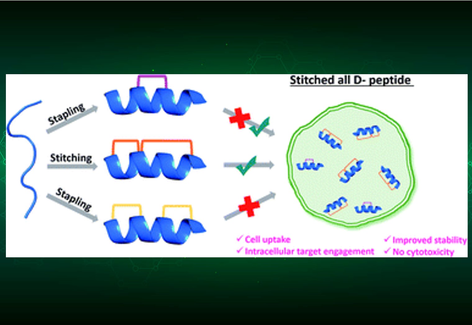 Cell Permeability