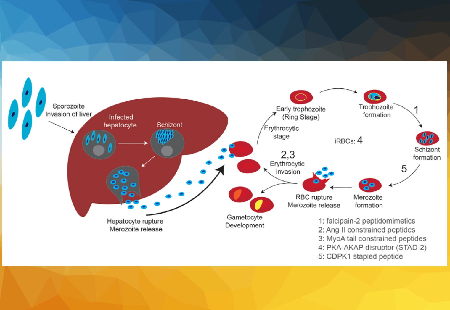 Targeting Malaria