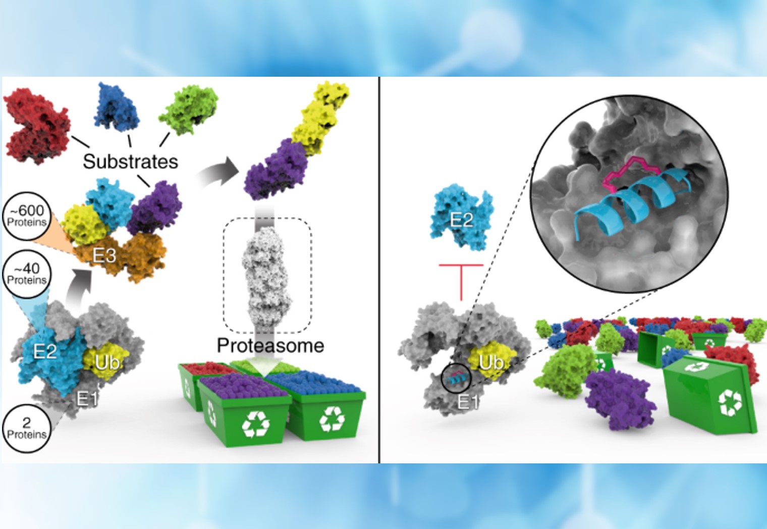 Disrupt Ubiquitination