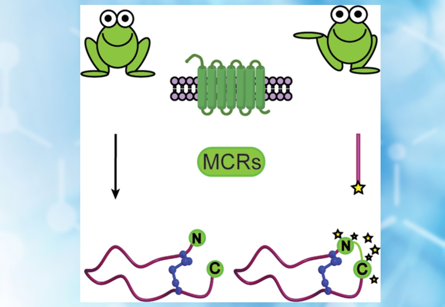 Frog-skin Peptides