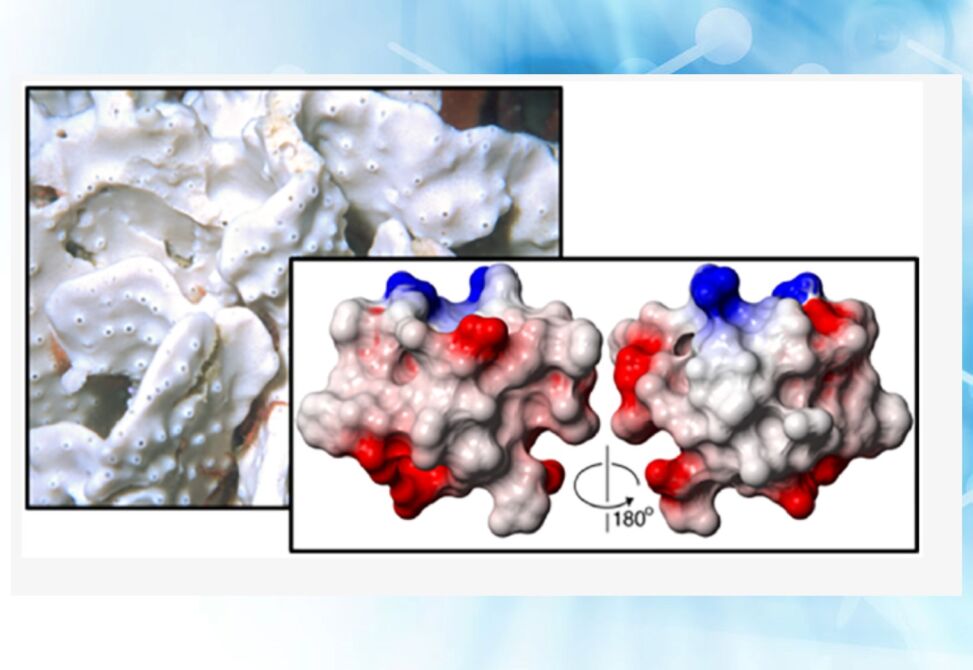 Tyr-Lock Peptide