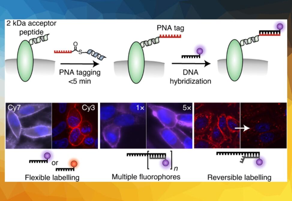 DNA nanotechnology