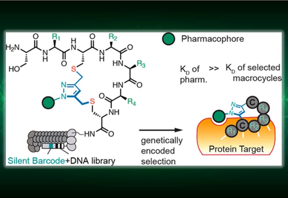 Peptide Libraries