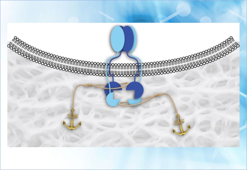 Peptides and Proteins