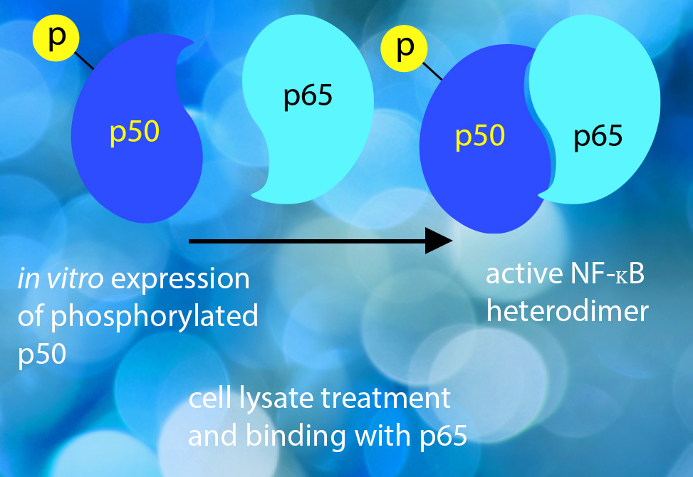 Tyrosine Phosphorylation